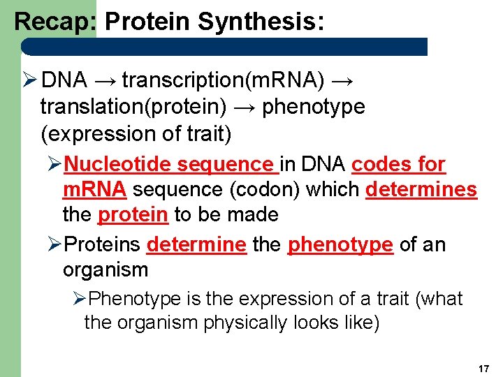 Recap: Protein Synthesis: Ø DNA → transcription(m. RNA) → translation(protein) → phenotype (expression of