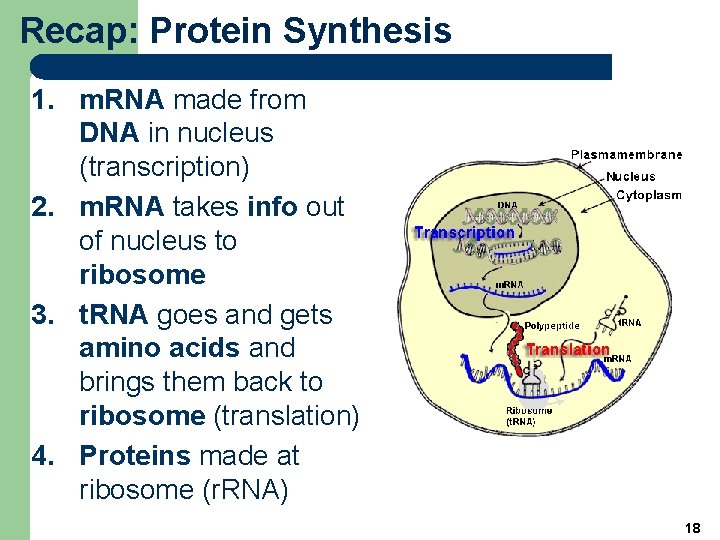 Recap: Protein Synthesis 1. m. RNA made from DNA in nucleus (transcription) 2. m.