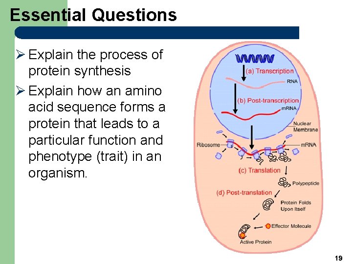 Essential Questions Ø Explain the process of protein synthesis Ø Explain how an amino