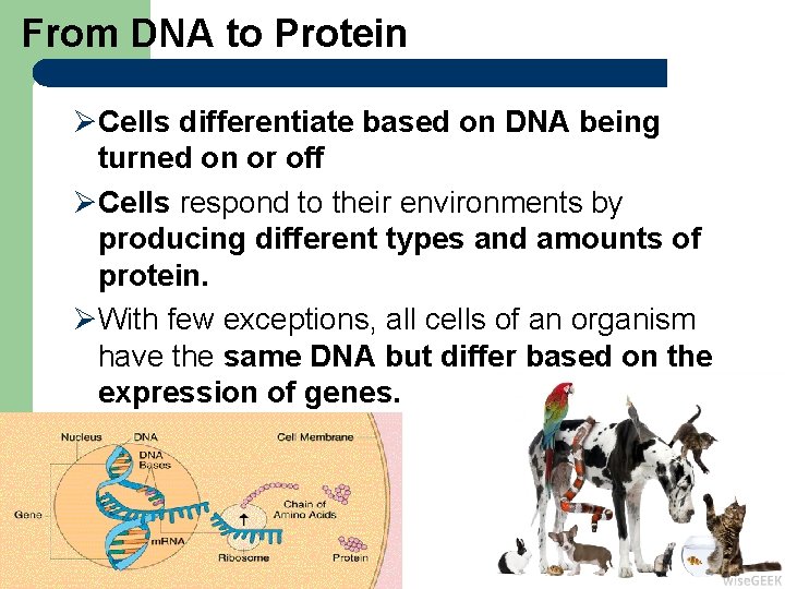 From DNA to Protein ØCells differentiate based on DNA being turned on or off