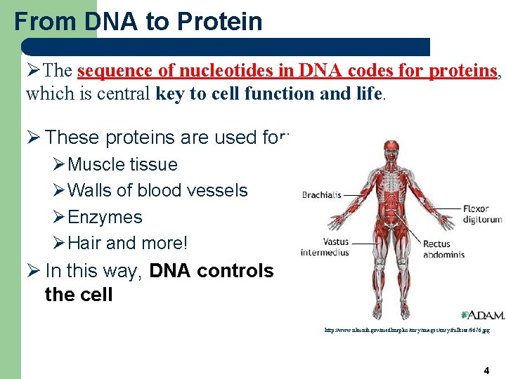 From DNA to Protein ØThe sequence of nucleotides in DNA codes for proteins, which