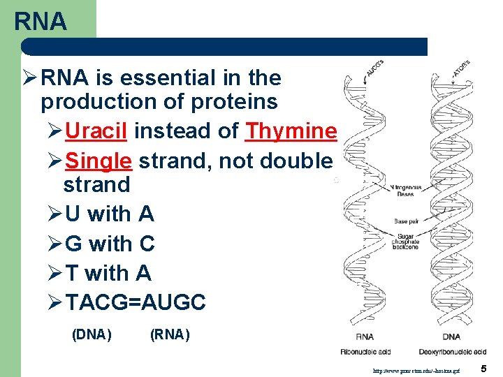RNA Ø RNA is essential in the production of proteins ØUracil instead of Thymine