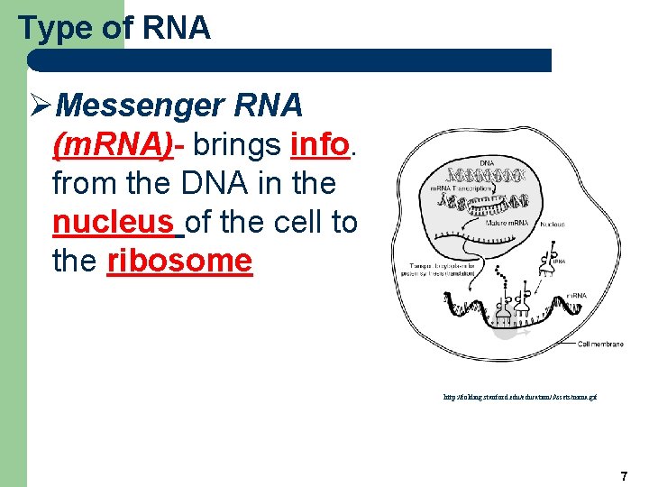 Type of RNA ØMessenger RNA (m. RNA)- brings info. from the DNA in the