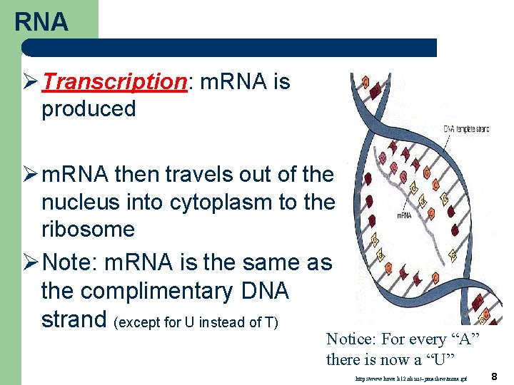 RNA Ø Transcription: m. RNA is produced Ø m. RNA then travels out of