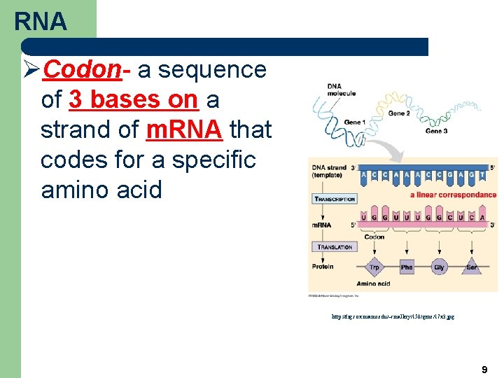 RNA ØCodon- a sequence of 3 bases on a strand of m. RNA that