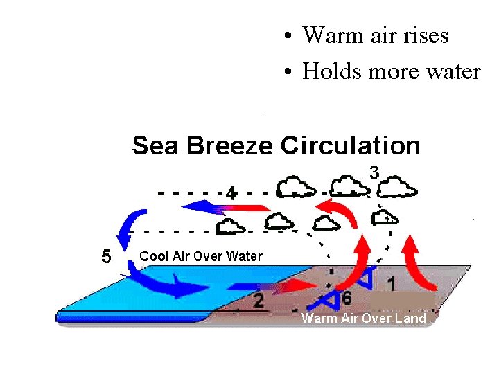  • Warm air rises • Holds more water 