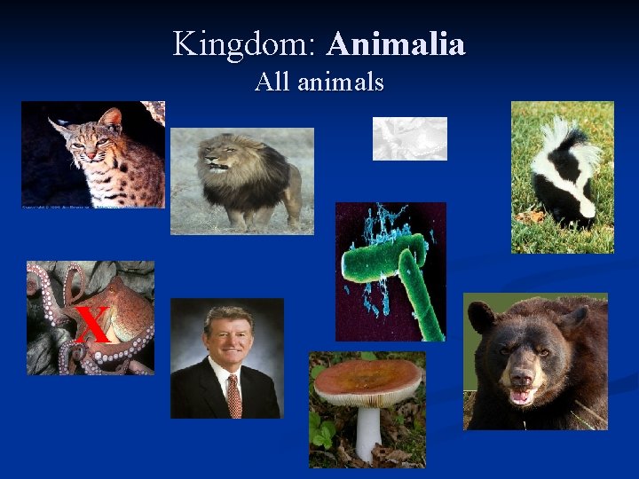Kingdom: Animalia All animals X 