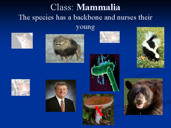 Class: Mammalia The species has a backbone and nurses their young X 