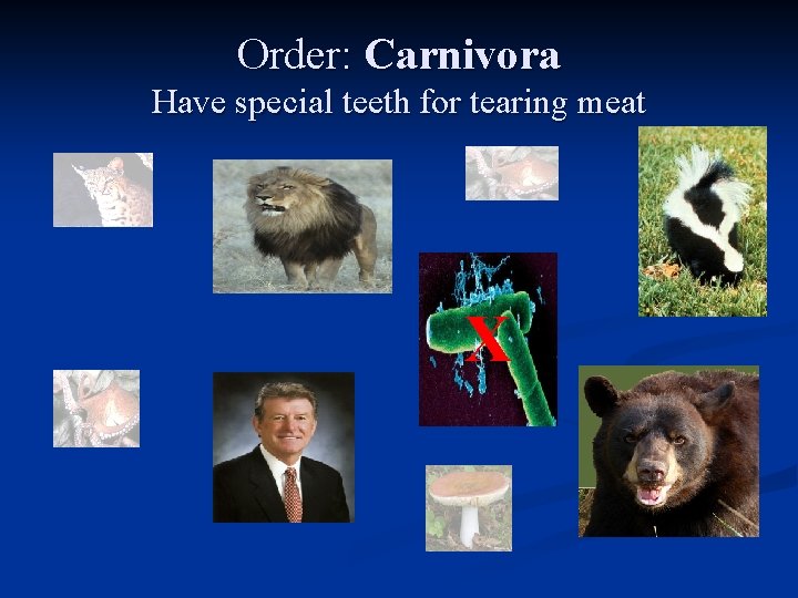 Order: Carnivora Have special teeth for tearing meat X 