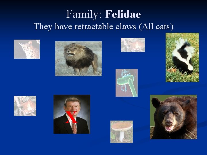 Family: Felidae They have retractable claws (All cats) X 