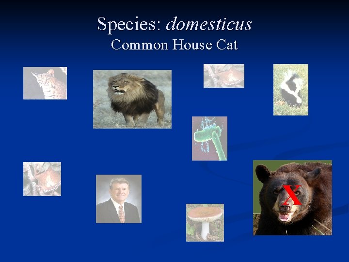 Species: domesticus Common House Cat X 