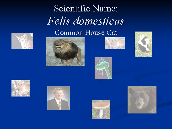Scientific Name: Felis domesticus Common House Cat 