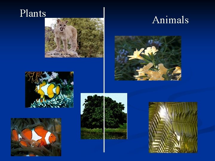 Plants Animals 