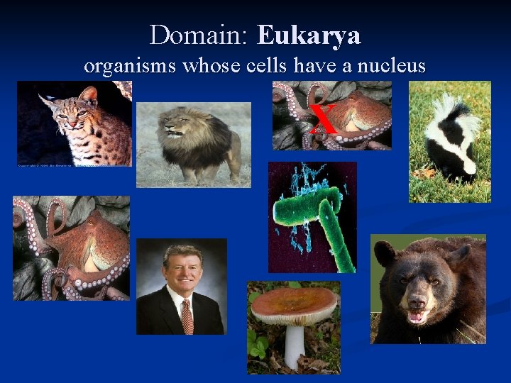 Domain: Eukarya organisms whose cells have a nucleus X 