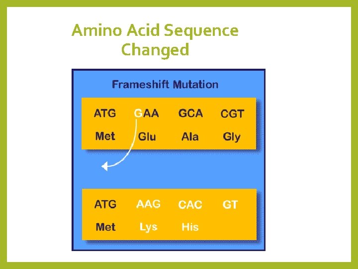Amino Acid Sequence Changed 
