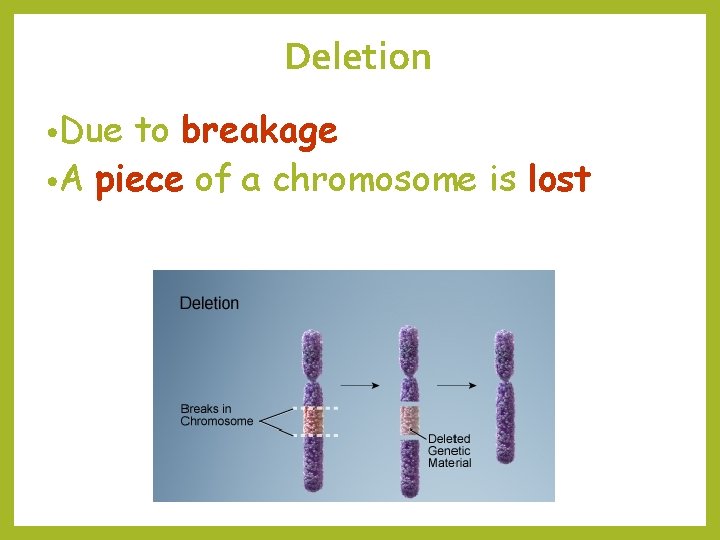 Deletion • Due to breakage • A piece of a chromosome is lost 