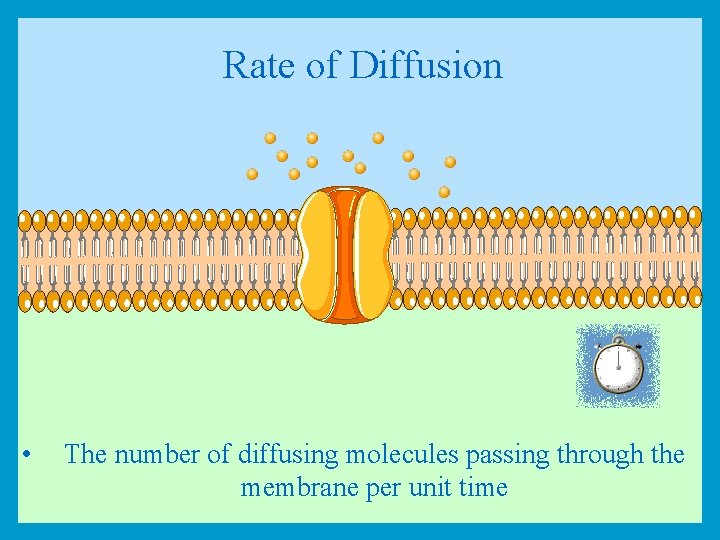 Rate of Diffusion • The number of diffusing molecules passing through the membrane per