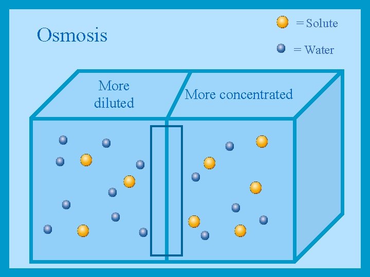 = Solute Osmosis More diluted = Water More concentrated 