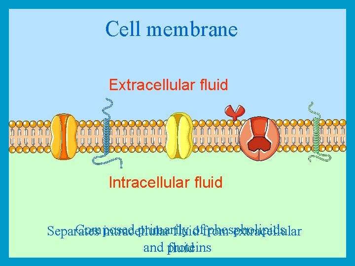 Cell membrane Extracellular fluid Intracellular fluid Composed primarily phospholipids Separates intracellular fluidoffrom extracellular and