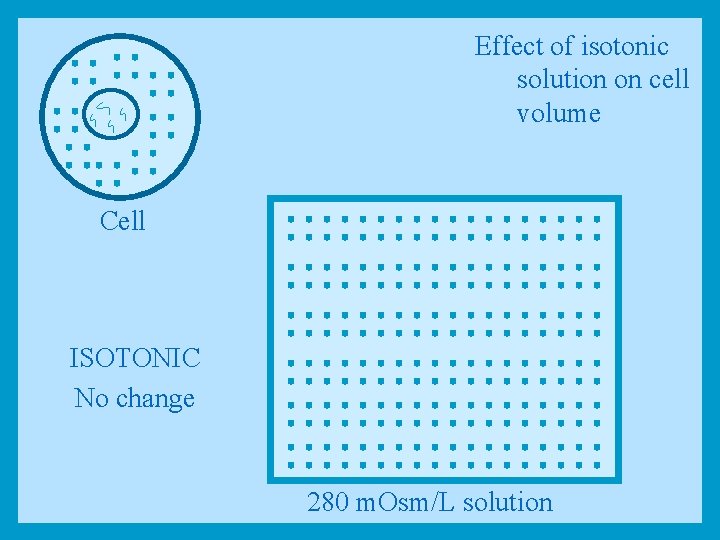Effect of isotonic solution on cell volume Cell ISOTONIC No change 280 m. Osm/L
