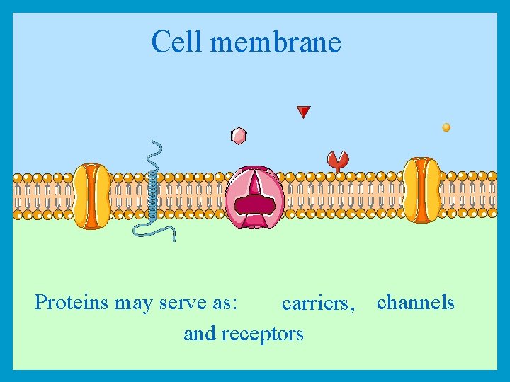Cell membrane Proteins may serve as: carriers, channels and receptors 