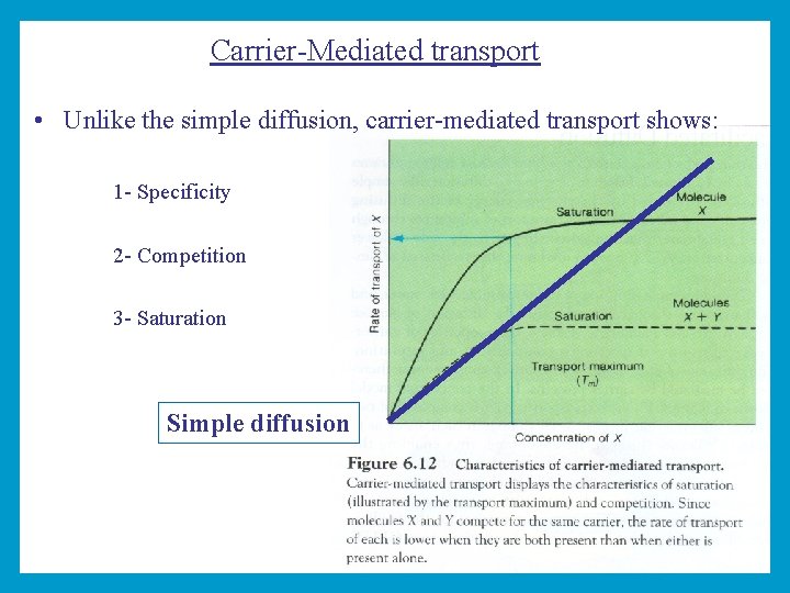 Carrier-Mediated transport • Unlike the simple diffusion, carrier-mediated transport shows: 1 - Specificity 2
