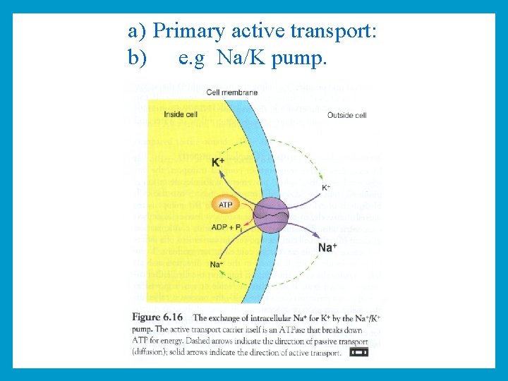 a) Primary active transport: b) e. g Na/K pump. 