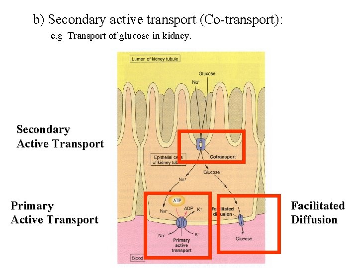 b) Secondary active transport (Co-transport): e. g Transport of glucose in kidney. Secondary Active