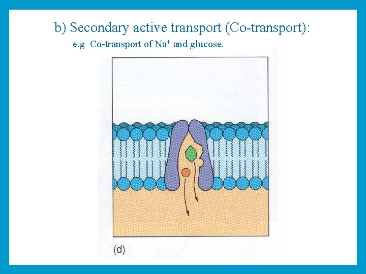b) Secondary active transport (Co-transport): e. g Co-transport of Na+ and glucose. 
