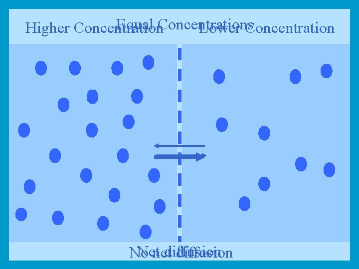 Equal Concentrations Higher Concentration Lower Concentration Netnetdiffusion No diffusion 