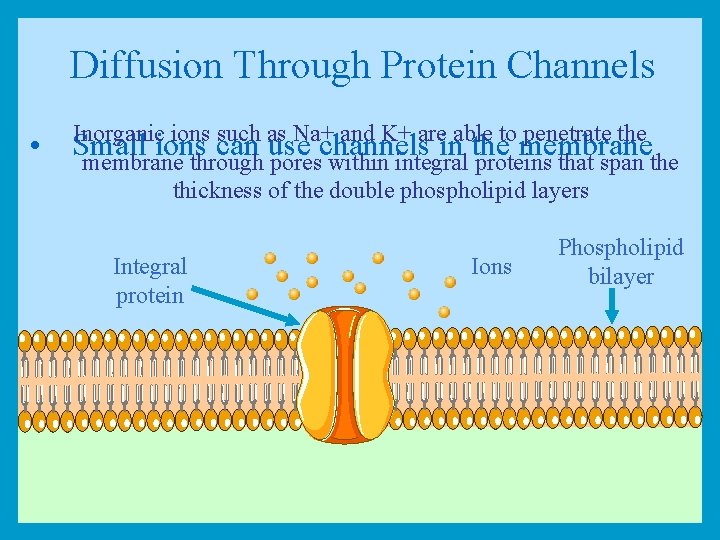 Diffusion Through Protein Channels Inorganic ions such as Na+ and K+ are able to