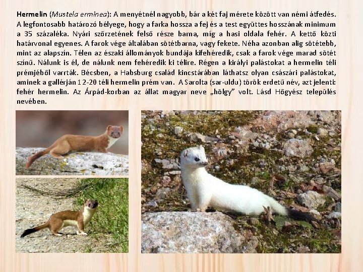 Hermelin (Mustela erminea): A menyétnél nagyobb, bár a két faj mérete között van némi