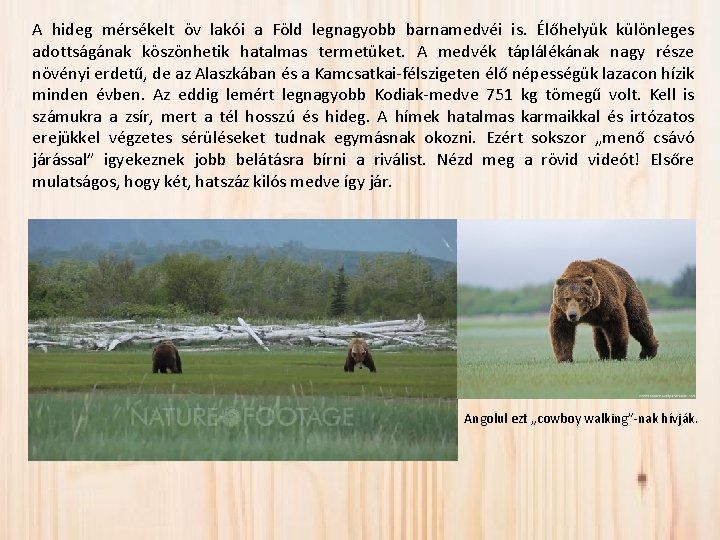 A hideg mérsékelt öv lakói a Föld legnagyobb barnamedvéi is. Élőhelyük különleges adottságának köszönhetik