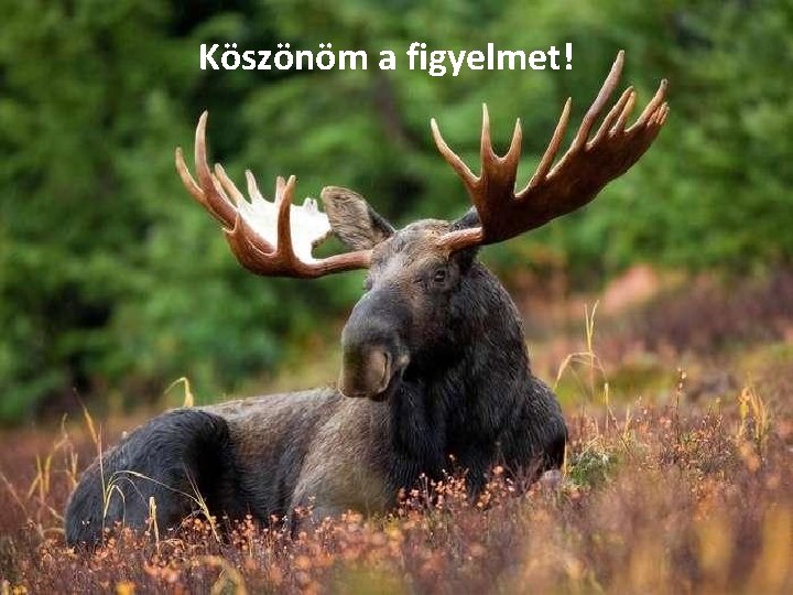 Köszönöm a figyelmet! 