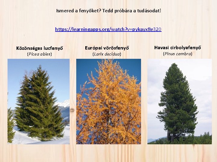 Ismered a fenyőket? Tedd próbára a tudásodat! https: //learningapps. org/watch? v=pykayx 8 e 320