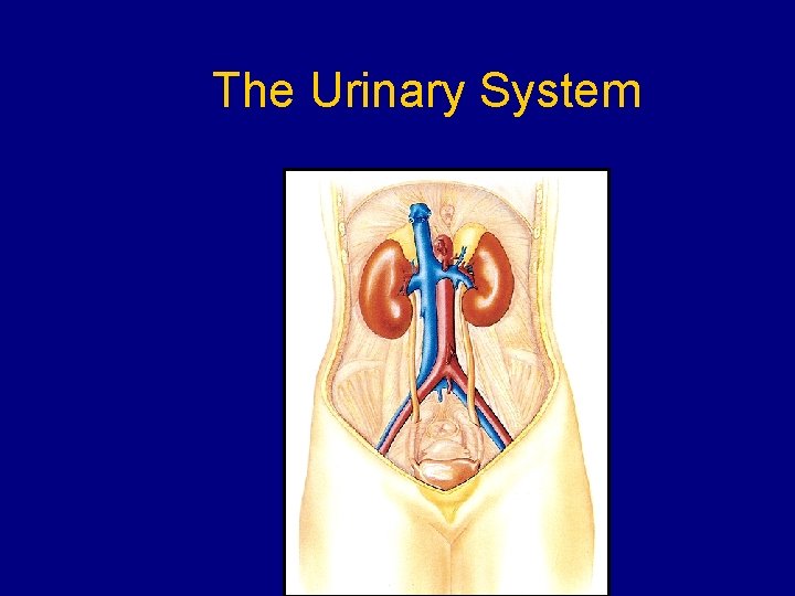 The Urinary System 