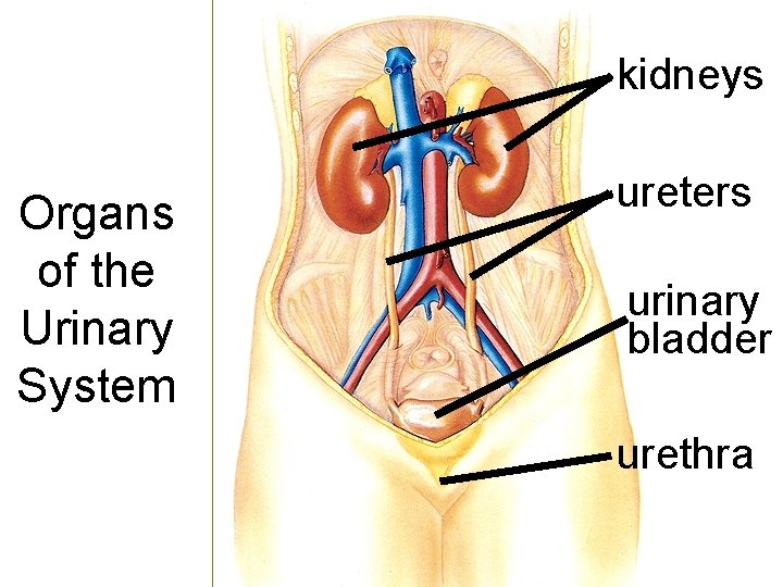 kidneys Organs of the Urinary System ureters urinary bladder urethra 