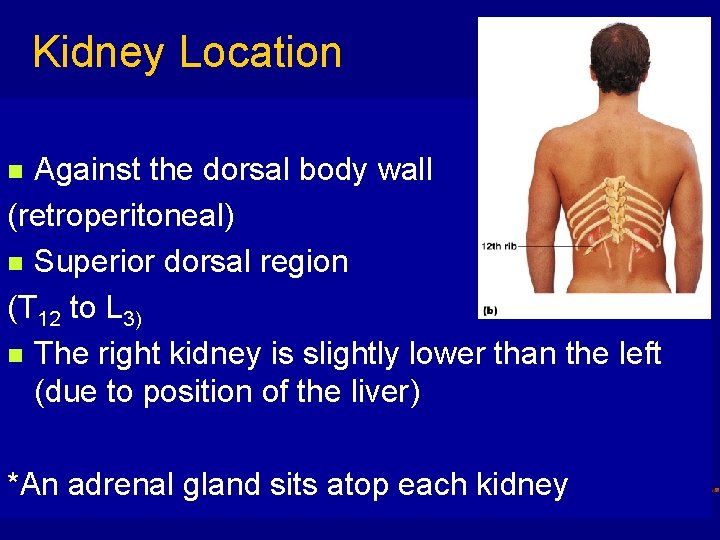 Kidney Location Against the dorsal body wall (retroperitoneal) n Superior dorsal region (T 12