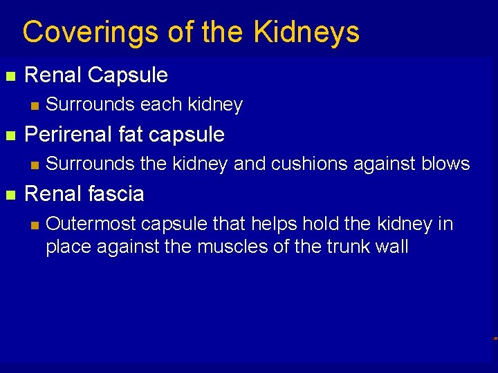 Coverings of the Kidneys n Renal Capsule n n Perirenal fat capsule n n