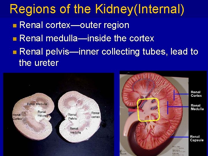 Regions of the Kidney(Internal) Renal cortex—outer region n Renal medulla—inside the cortex n Renal