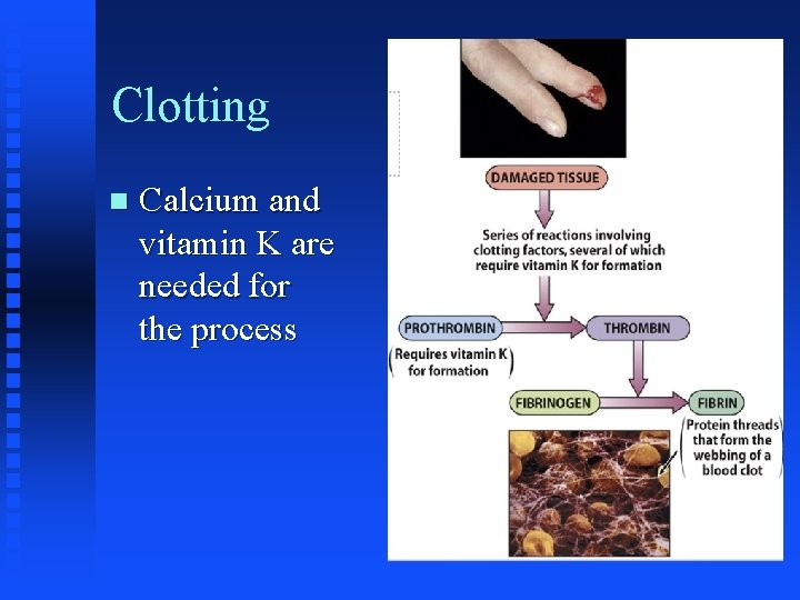 Hematology and Anemia FSN 432 2021 Electron microscope