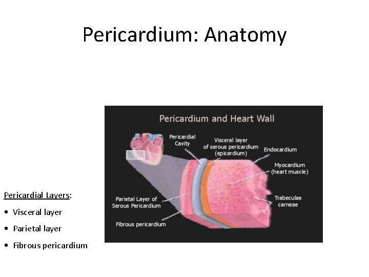 Pericardium: Anatomy Pericardial Layers: • Visceral layer • Parietal layer • Fibrous pericardium 