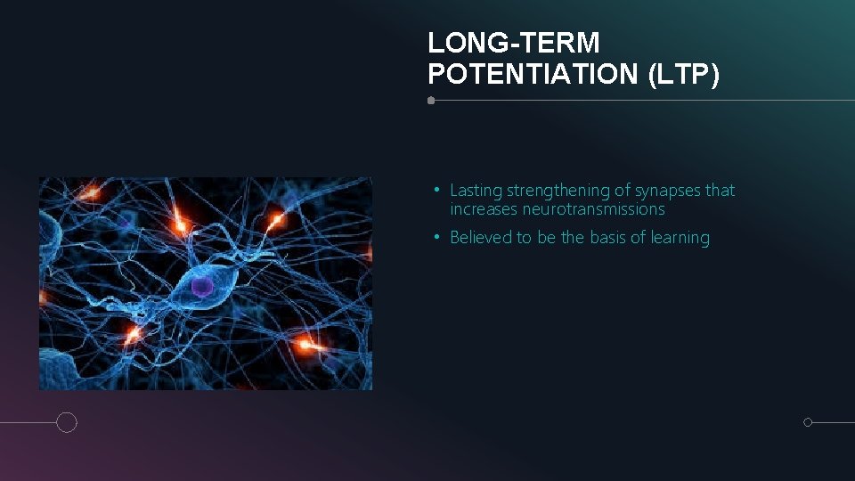 LONG-TERM POTENTIATION (LTP) • Lasting strengthening of synapses that increases neurotransmissions • Believed to