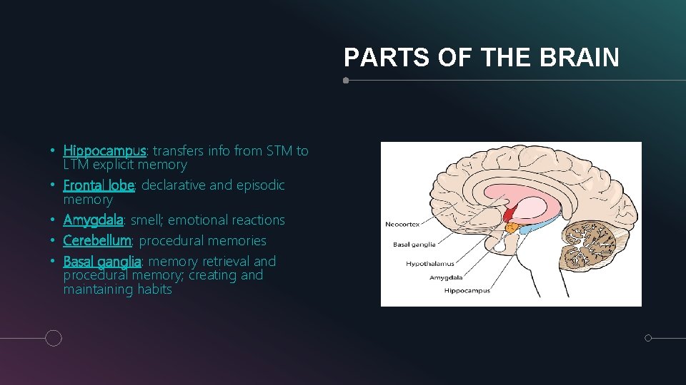 PARTS OF THE BRAIN • Hippocampus: transfers info from STM to LTM explicit memory