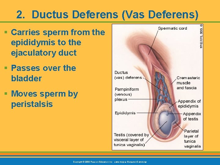 2. Ductus Deferens (Vas Deferens) § Carries sperm from the epididymis to the ejaculatory