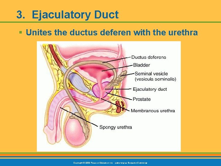 3. Ejaculatory Duct § Unites the ductus deferen with the urethra Copyright © 2009