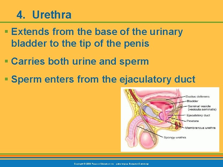 4. Urethra § Extends from the base of the urinary bladder to the tip