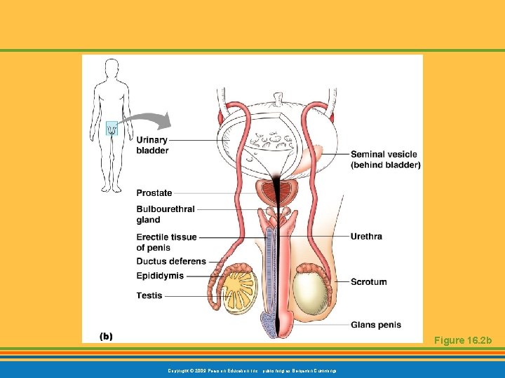 Figure 16. 2 b Copyright © 2009 Pearson Education, Inc. , publishing as Benjamin