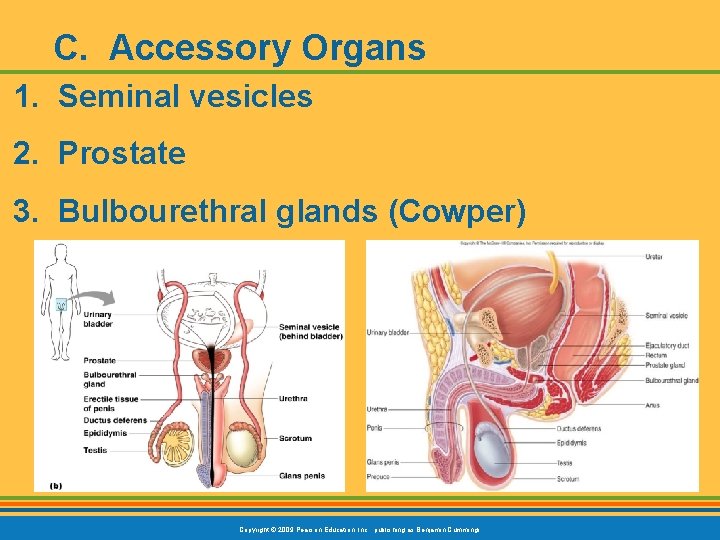 C. Accessory Organs 1. Seminal vesicles 2. Prostate 3. Bulbourethral glands (Cowper) Copyright ©