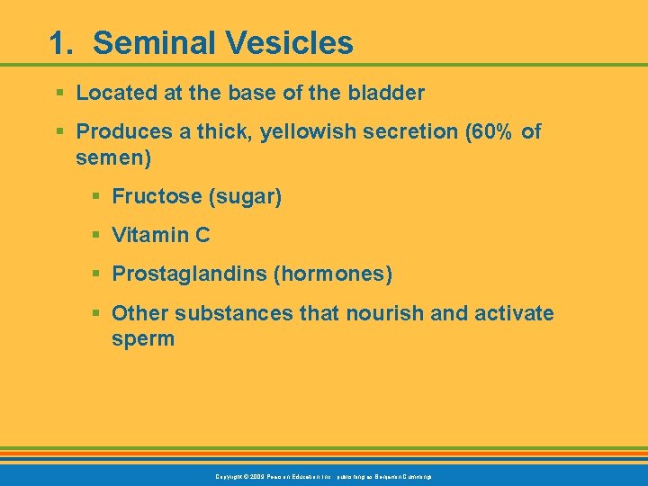 1. Seminal Vesicles § Located at the base of the bladder § Produces a